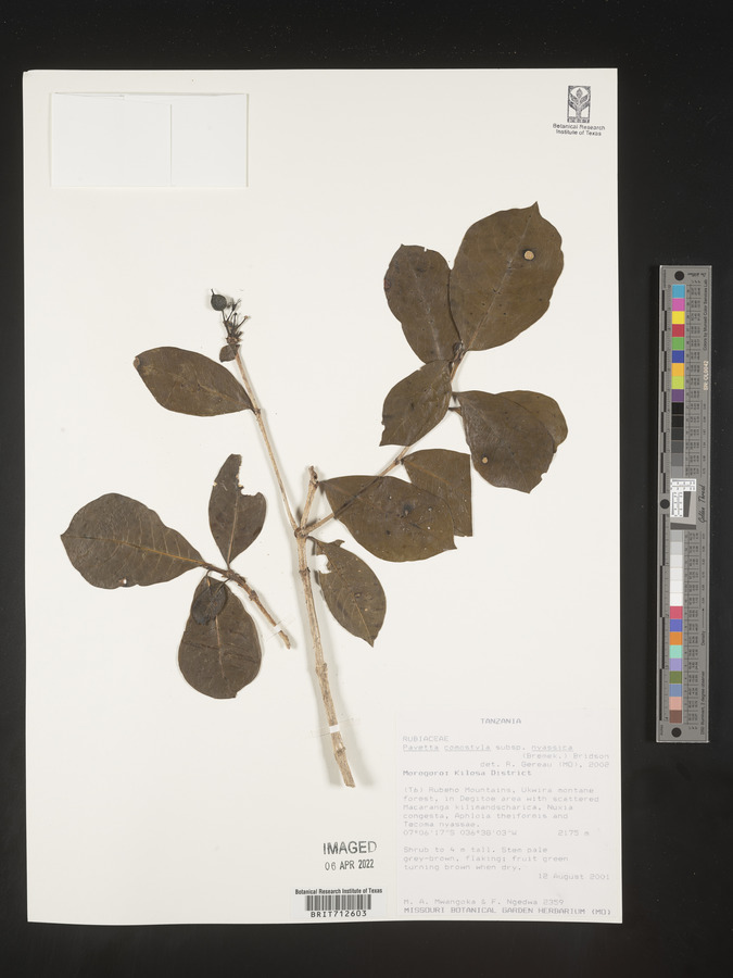 Pavetta comostyla image