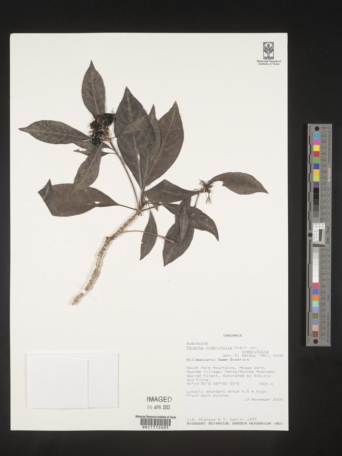 Pavetta crebrifolia image