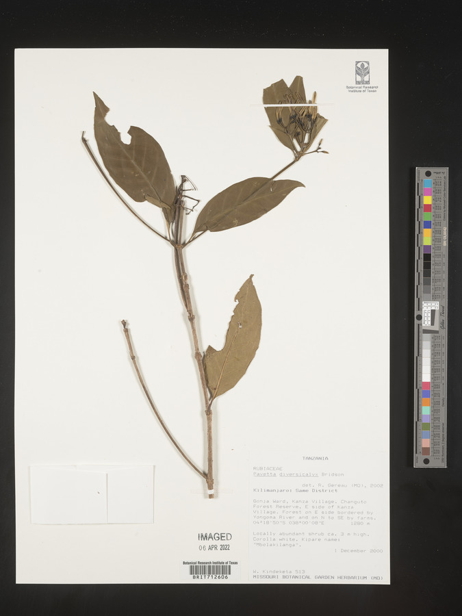 Pavetta diversicalyx image