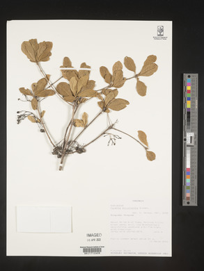 Pavetta dolichantha image