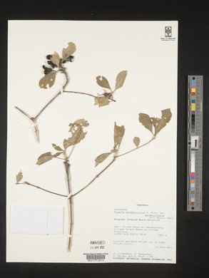 Pavetta gardeniifolia var. gardeniifolia image