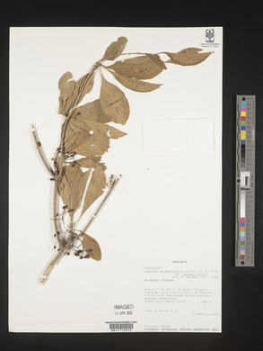 Pavetta gardeniifolia var. gardeniifolia image