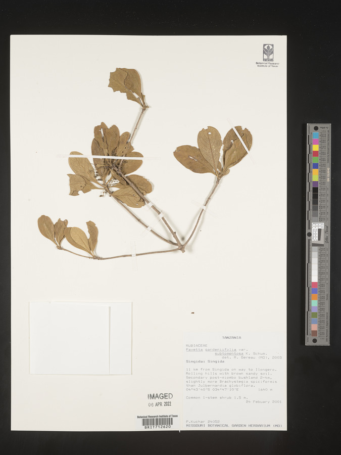 Pavetta gardeniifolia var. subtomentosa image