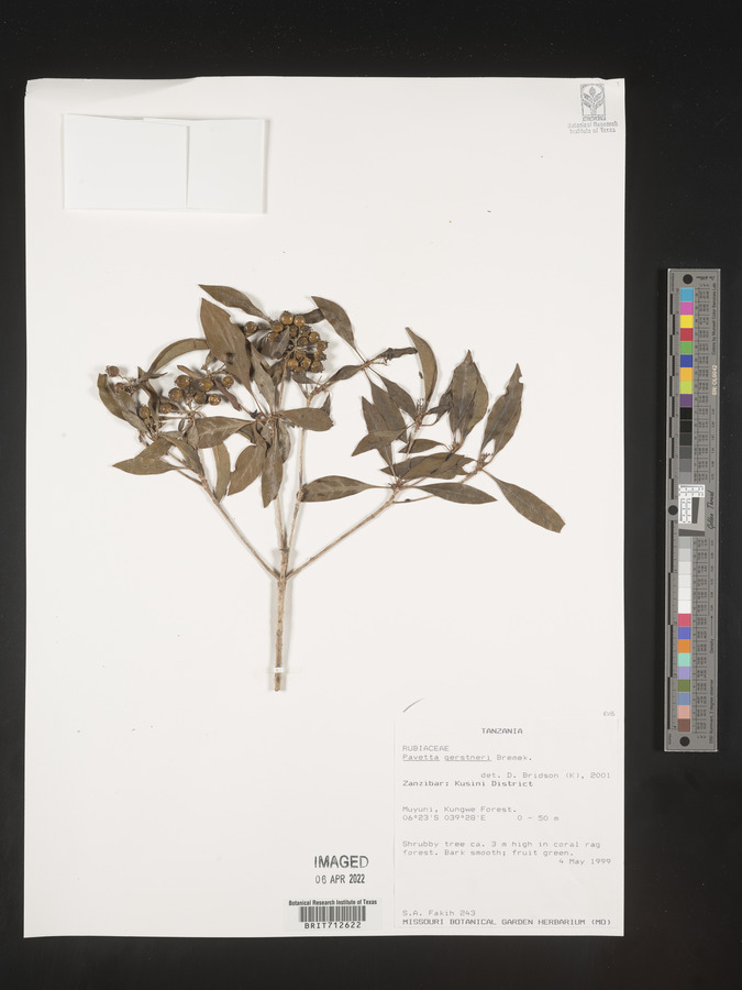 Pavetta gerstneri image