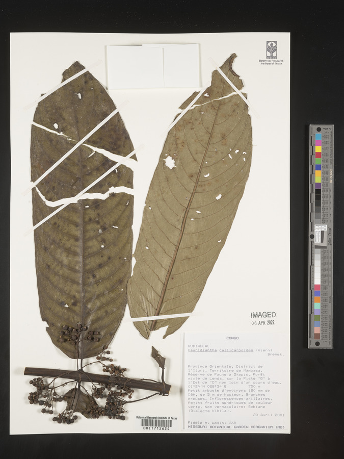 Pauridiantha callicarpoides image