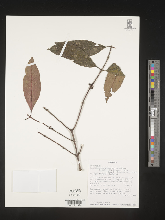 Pauridiantha paucinervis image