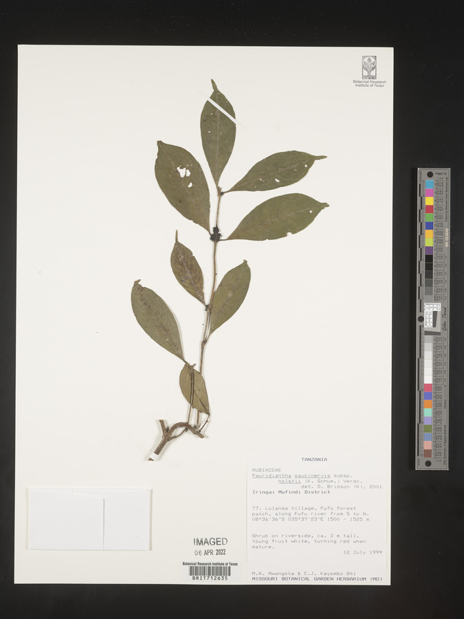 Pauridiantha paucinervis image