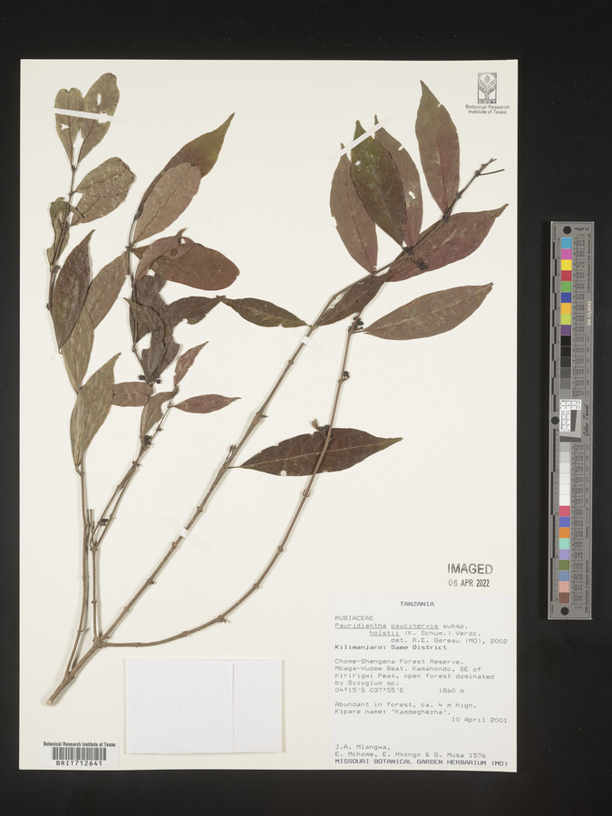 Pauridiantha paucinervis image