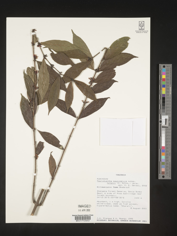 Pauridiantha paucinervis image