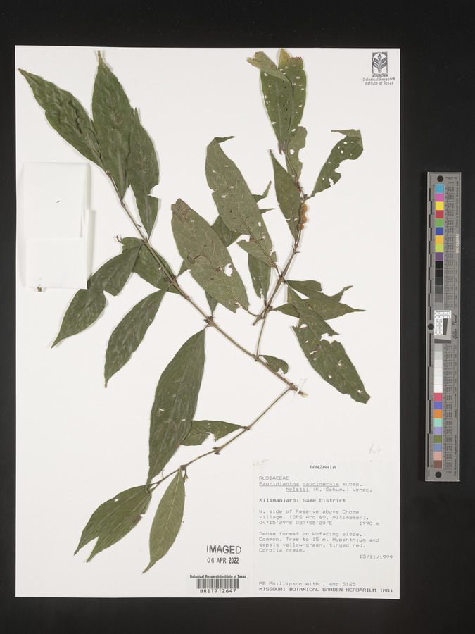 Pauridiantha paucinervis image