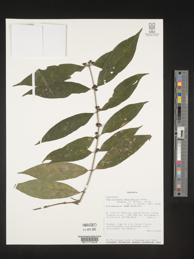 Pauridiantha paucinervis image