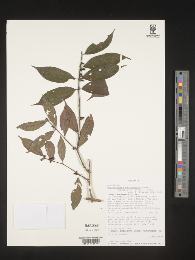 Pauridiantha paucinervis image