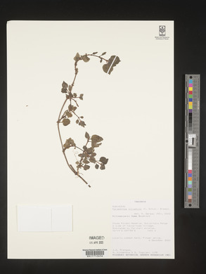Parapentas silvatica image
