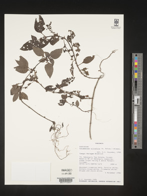 Media resource of Parapentas silvatica