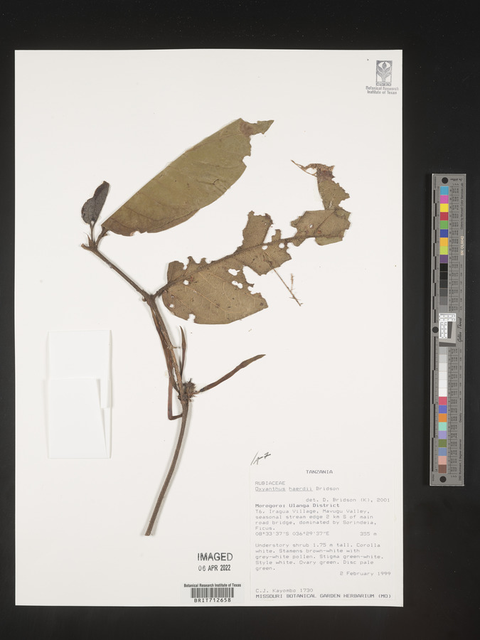 Oxyanthus haerdii image