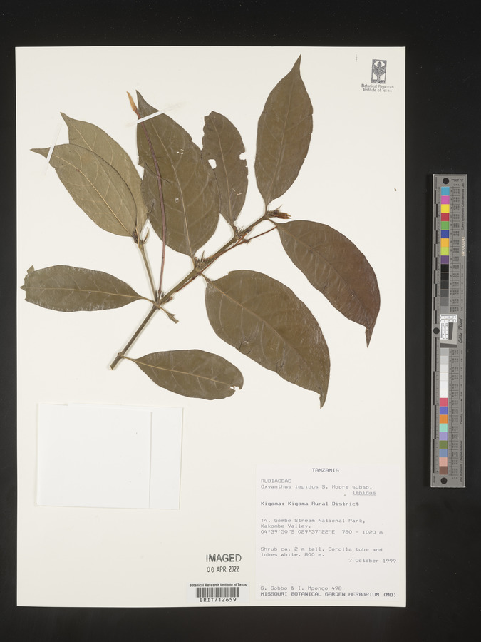 Oxyanthus lepidus image