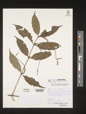 Oxyanthus lepidus image