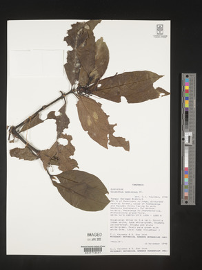 Oxyanthus speciosus image