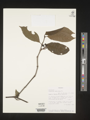 Oxyanthus speciosus image