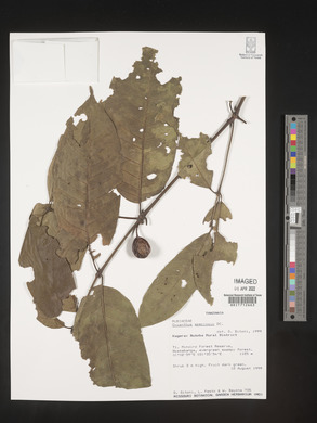 Oxyanthus speciosus image