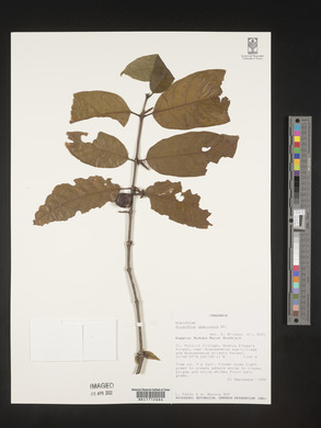 Oxyanthus speciosus image