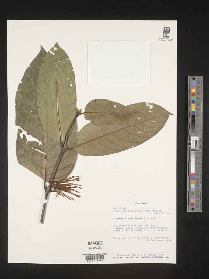 Oxyanthus speciosus subsp. mollis image