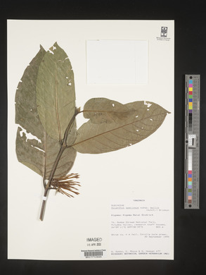 Oxyanthus speciosus image