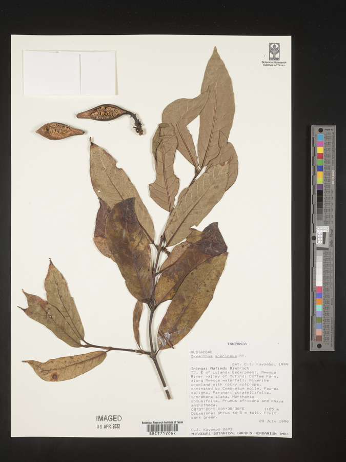 Oxyanthus speciosus image