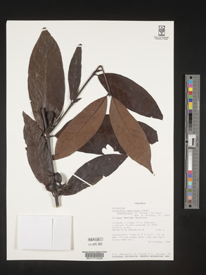 Oxyanthus speciosus subsp. stenocarpus image