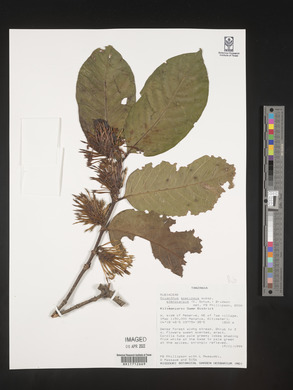 Oxyanthus speciosus subsp. stenocarpus image