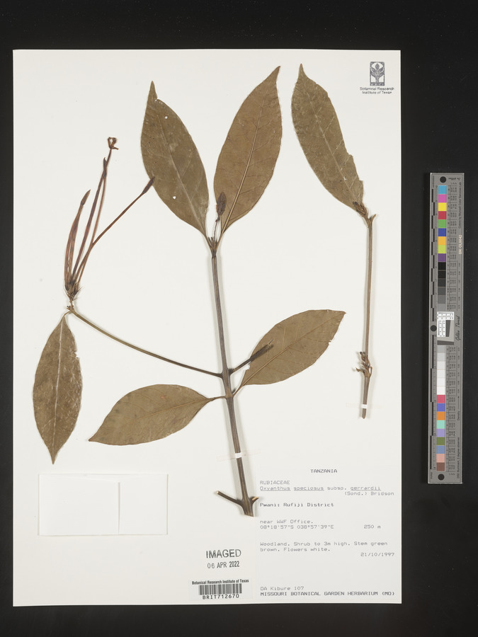 Oxyanthus speciosus subsp. gerrardii image