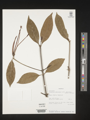 Oxyanthus speciosus image