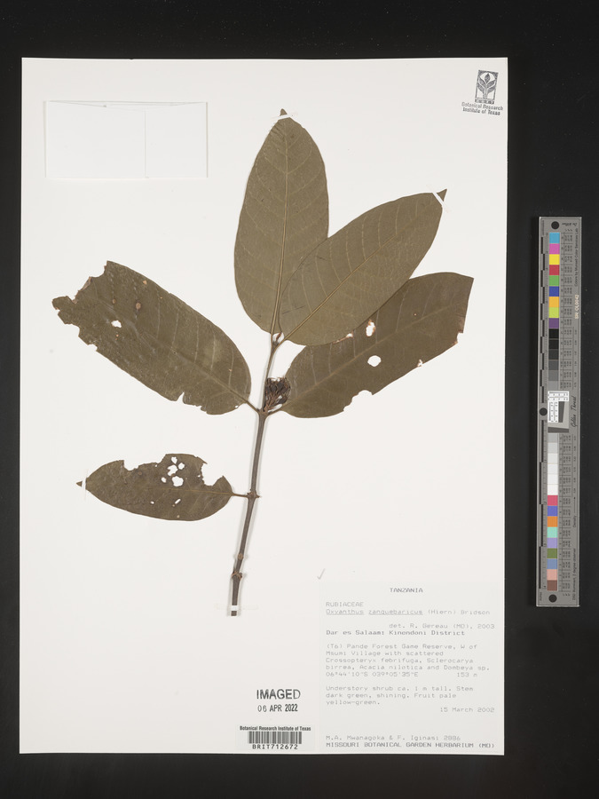 Oxyanthus zanguebaricus image
