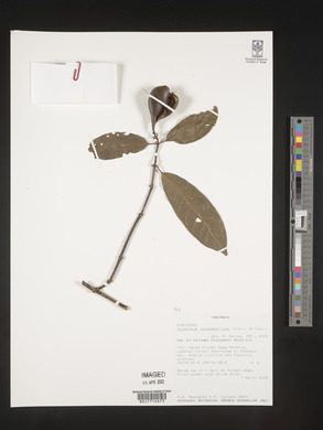 Oxyanthus zanguebaricus image