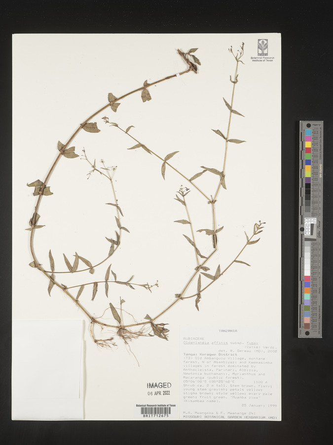 Oldenlandia affinis subsp. fugax image