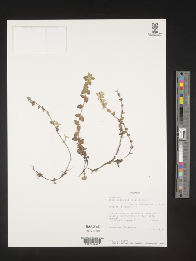 Edrastima goreensis image