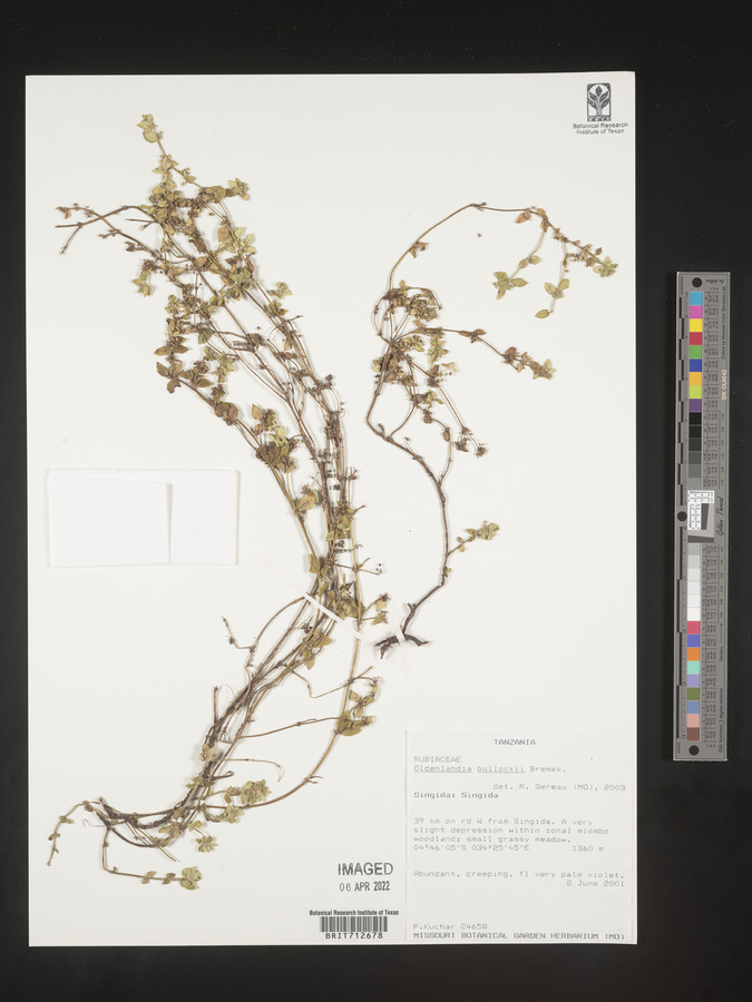 Edrastima goreensis image