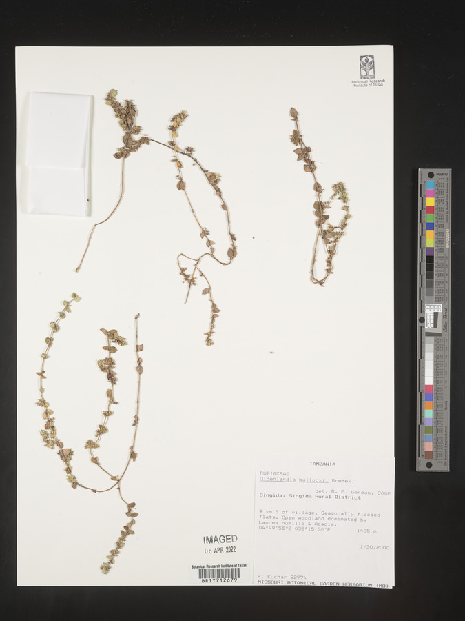 Edrastima goreensis image