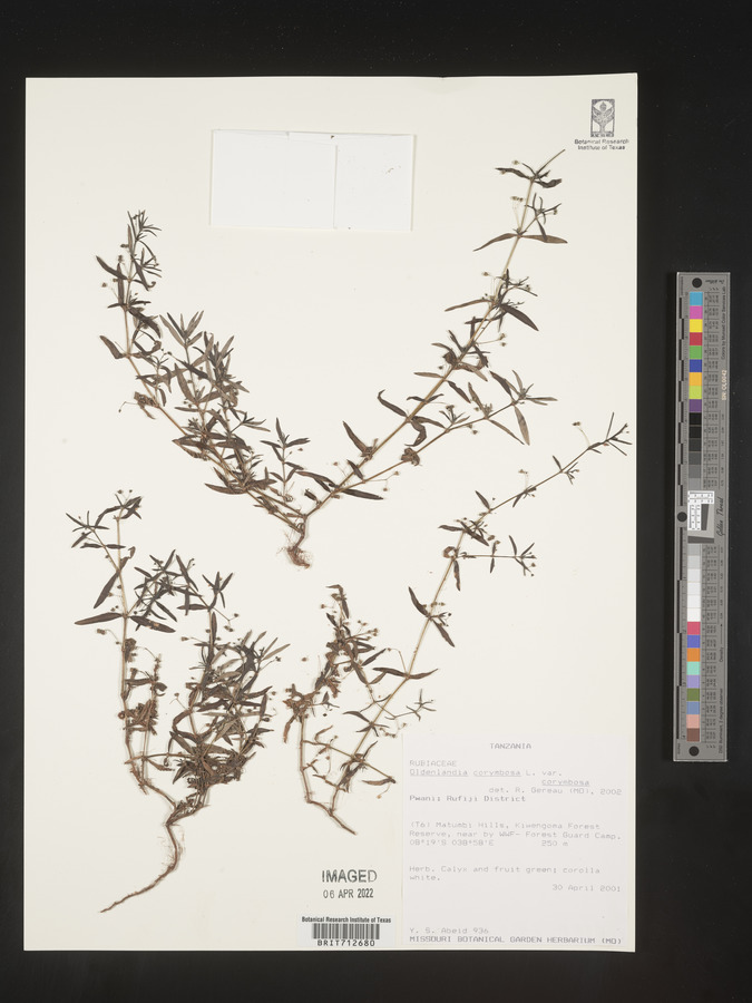 Oldenlandia corymbosa var. corymbosa image