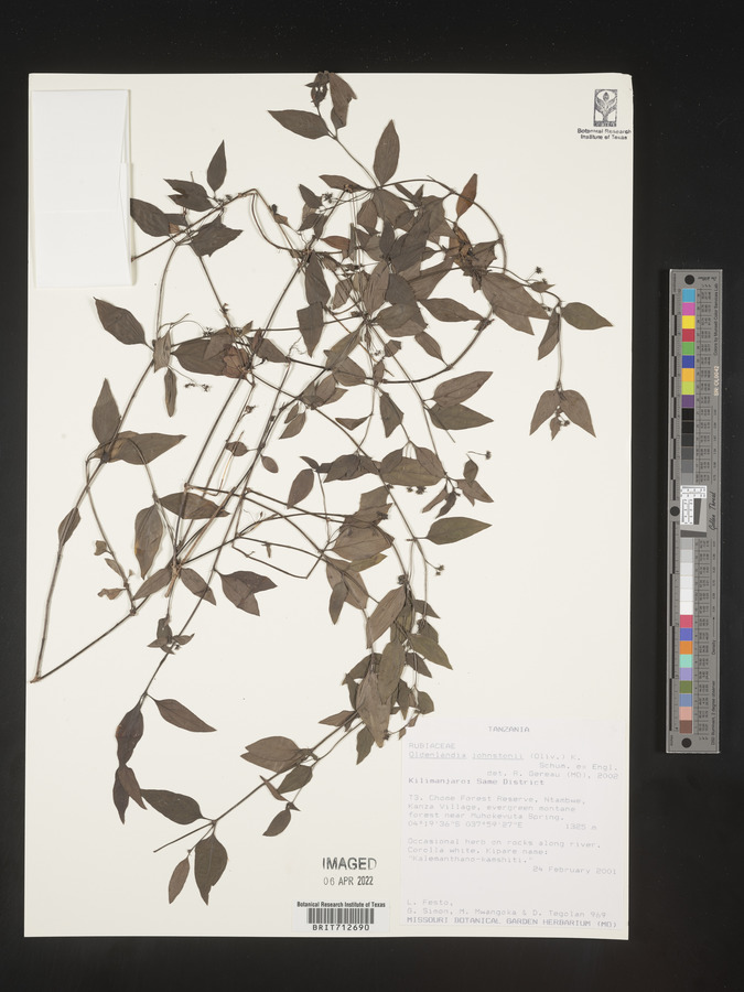 Oldenlandia johnstonii image