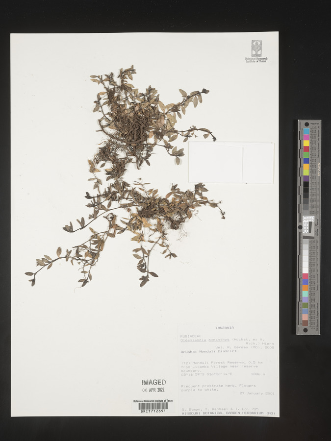 Oldenlandia monanthos image