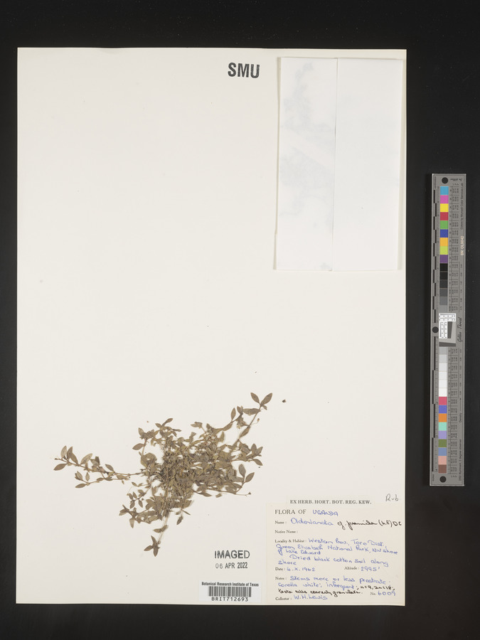 Oldenlandia pumila image