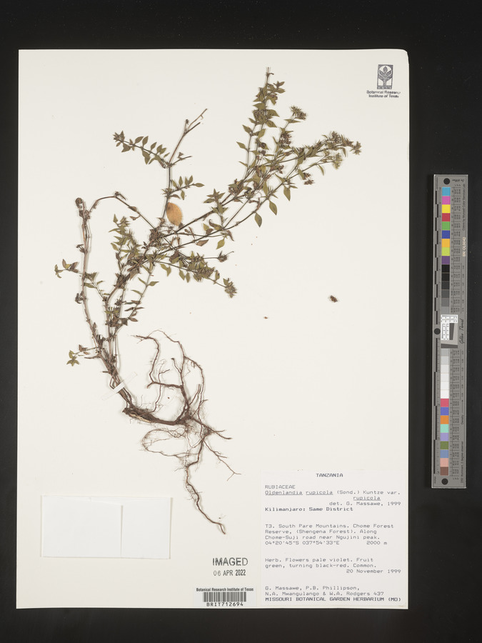 Oldenlandia rupicola var. rupicola image