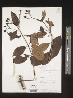 Mussaenda arcuata image