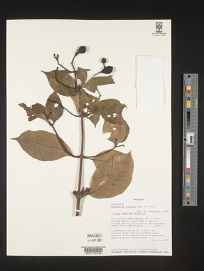 Mussaenda arcuata image