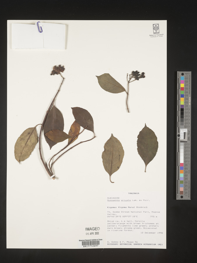 Mussaenda arcuata image