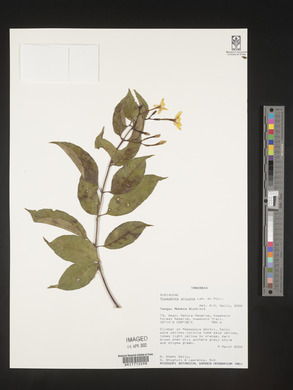 Mussaenda arcuata image