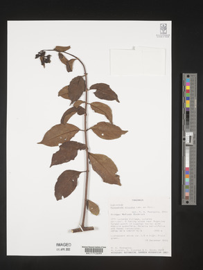 Mussaenda arcuata image
