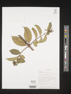 Mussaenda arcuata image