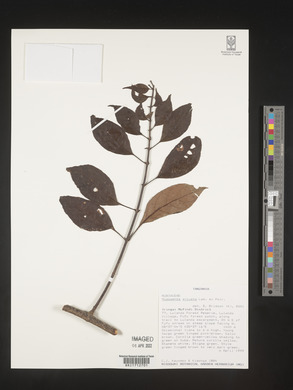 Mussaenda arcuata image